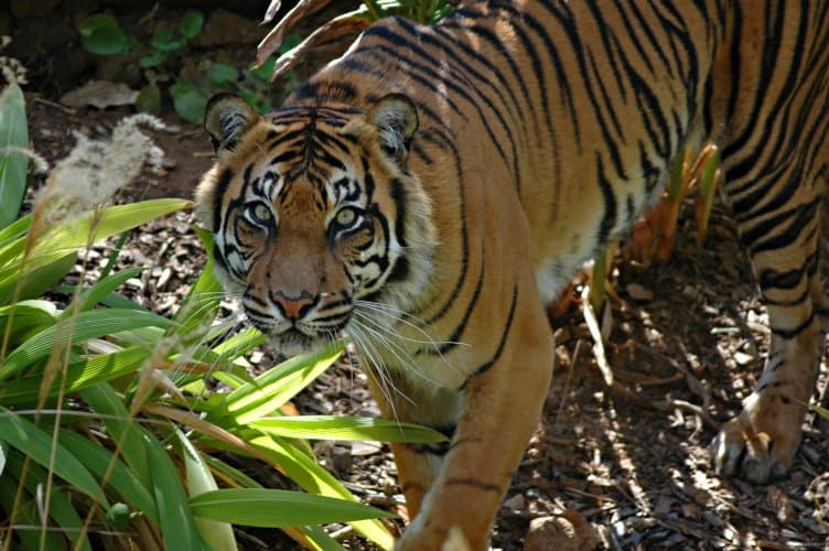 Tigre di Sumatra sotto gli alberi