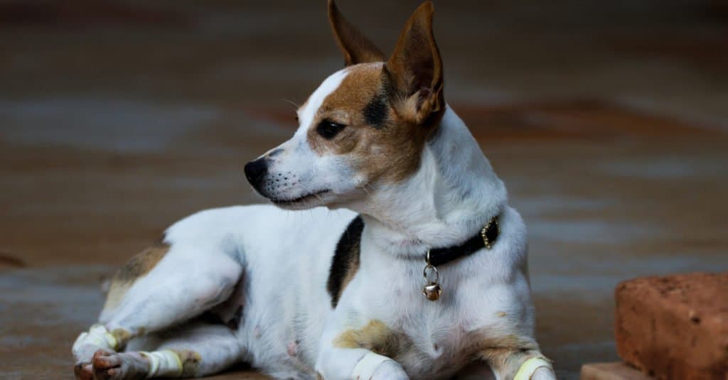 Cucciolo di terrier brasiliano