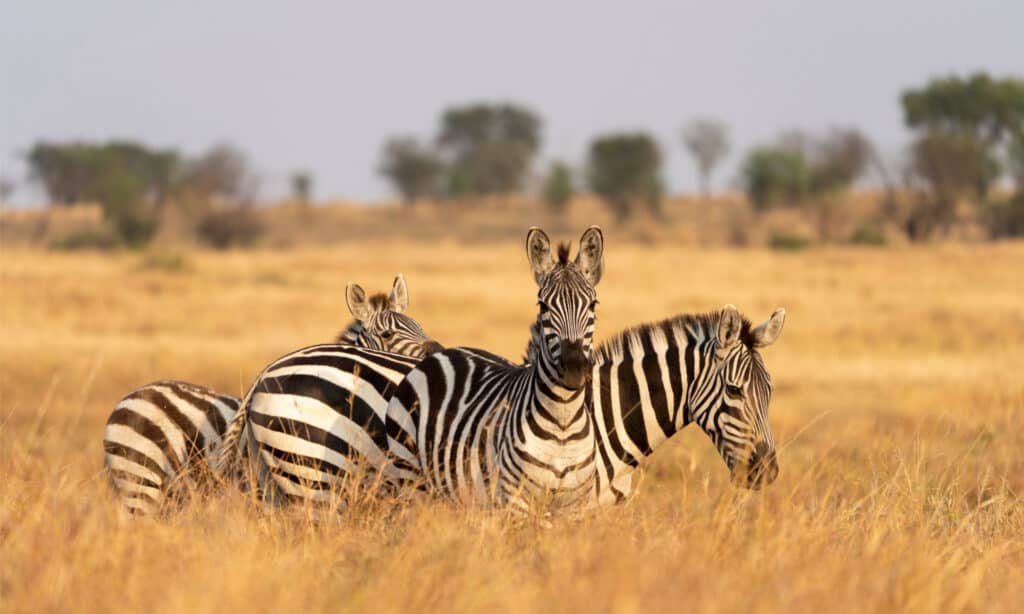 Tre zebre in un pascolo dorato