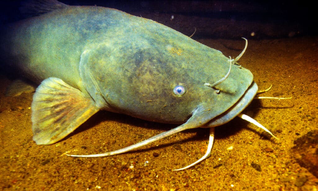 Pesce gatto, pesce, fiume Mississippi, sott'acqua, USA