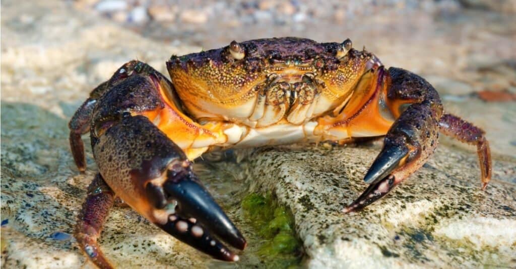 Il grande granchio di pietra va in acqua sulle rocce costiere.