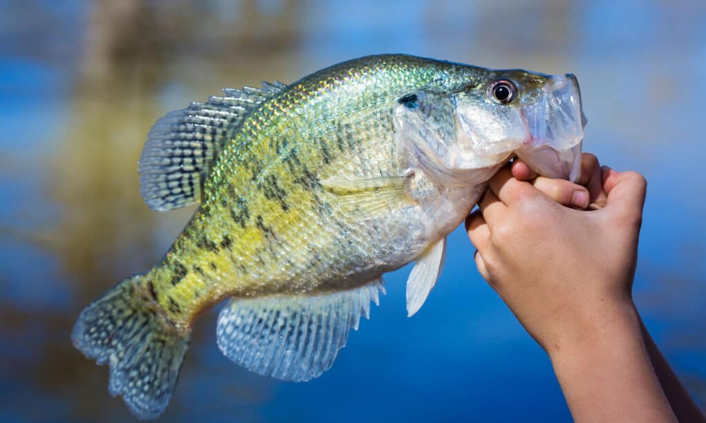 Crappie bianco