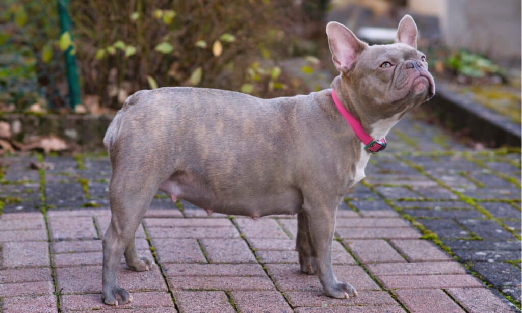 Bulldog francese lilla