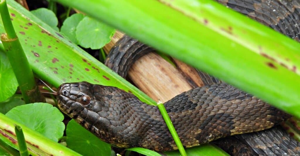 primo piano di un serpente d'acqua marrone