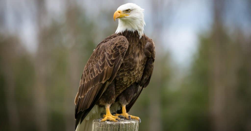 aquila calva appollaiata sulla colonna