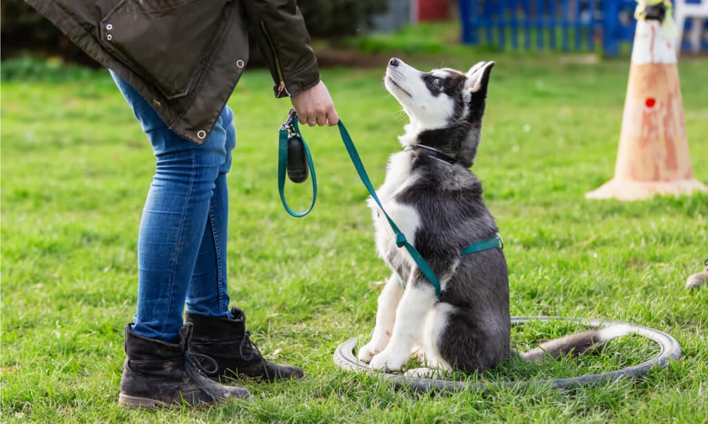 perché i cani ululano alle sirene