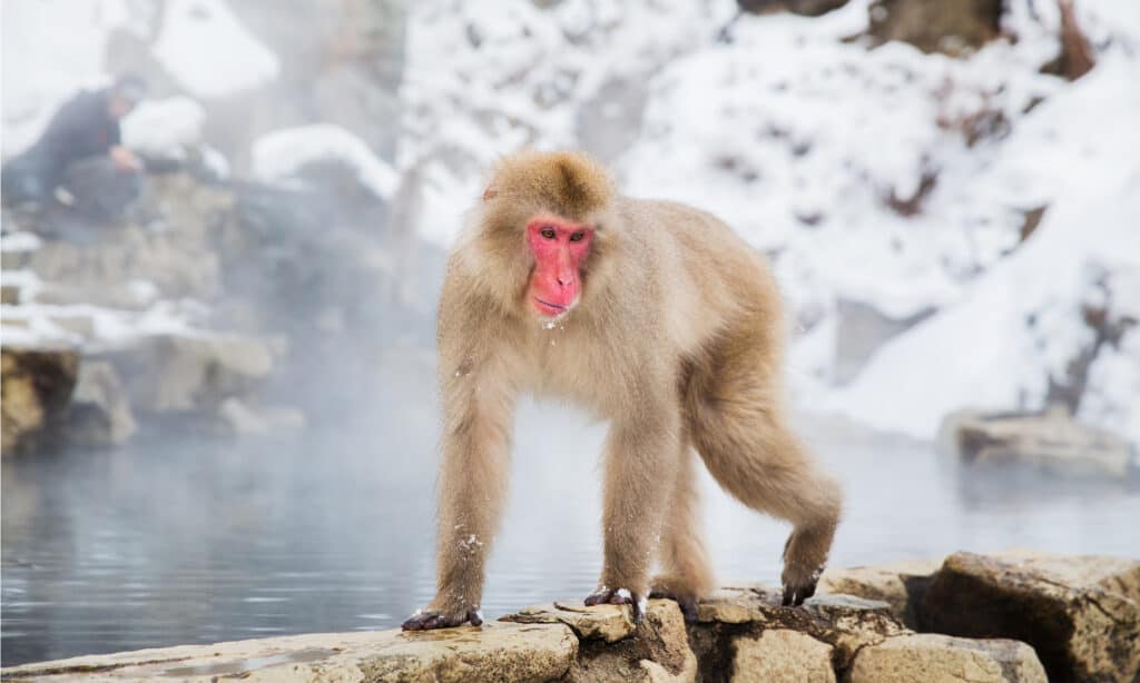 macaco da una sorgente termale