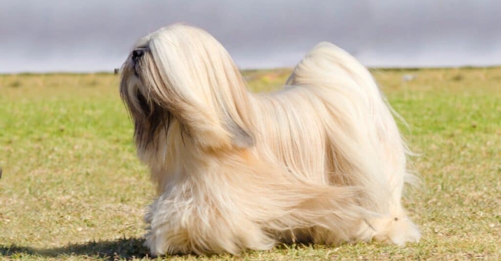 Lhasa Apso passeggia fuori