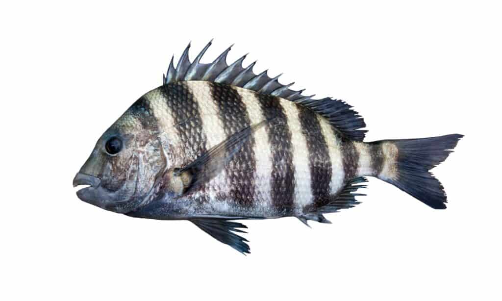 pesce testa di pecora