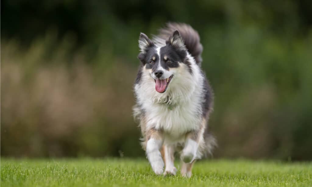 CBD per cani