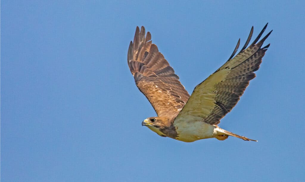 Falco di Swainson