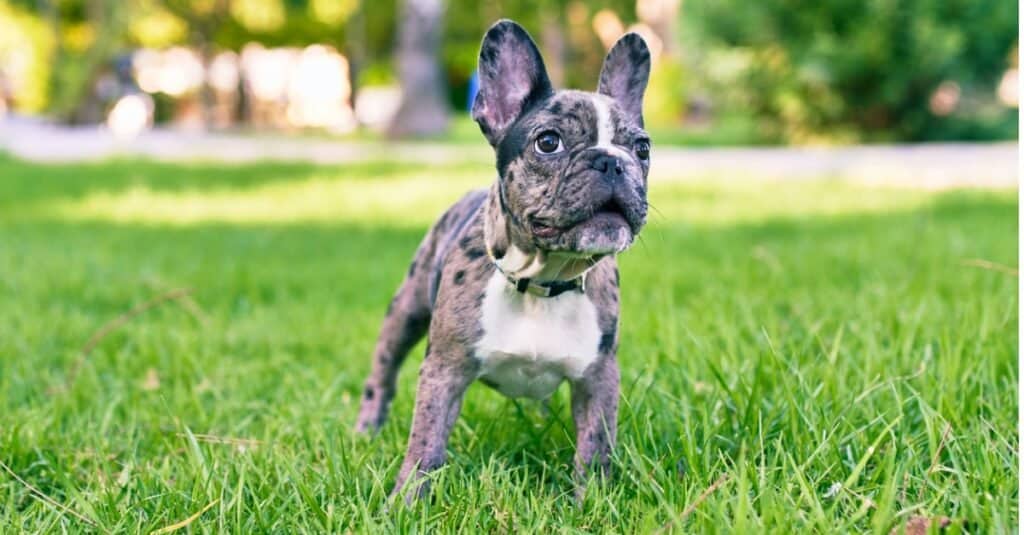 primo piano del bulldog francese del bambino