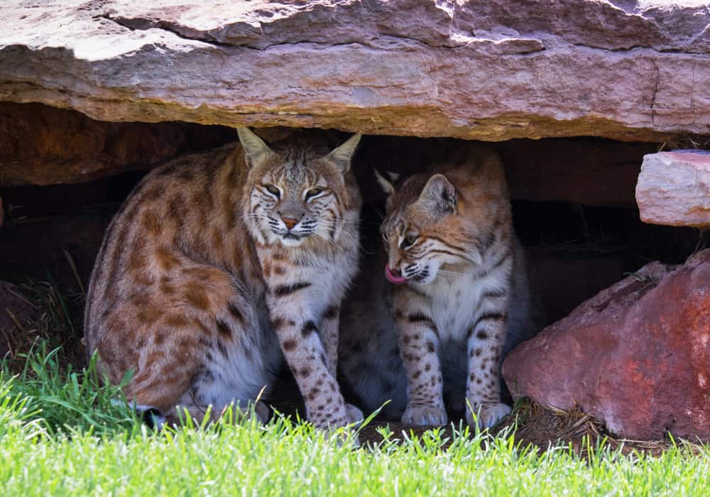 Coppia di Bobcats nella loro tana