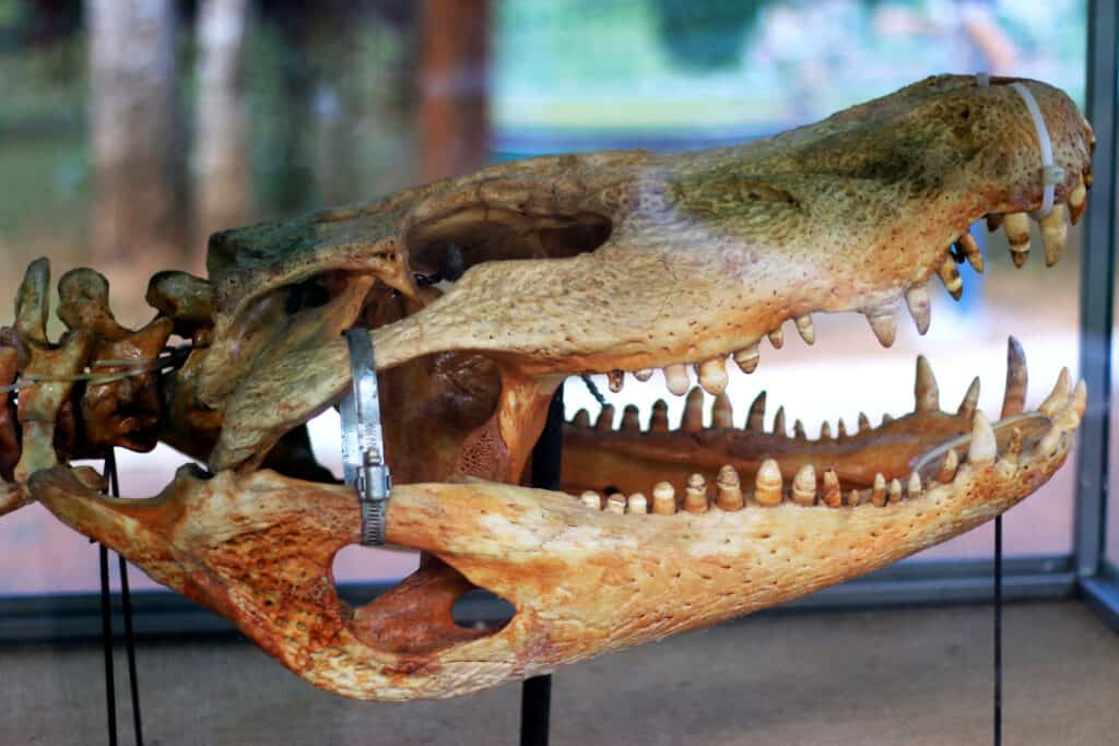 Cranio di Purussauro