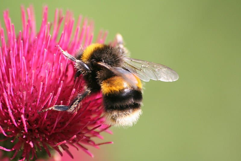 Calabrone su un fiore