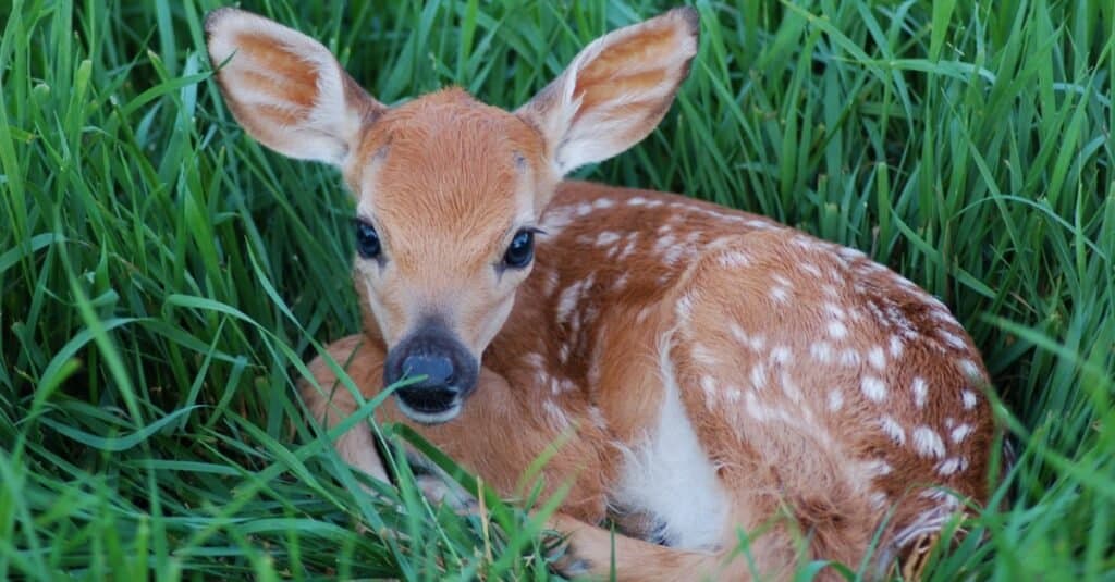 fulvo, il nome animale del bambino per un cervo, sdraiato sull'erba
