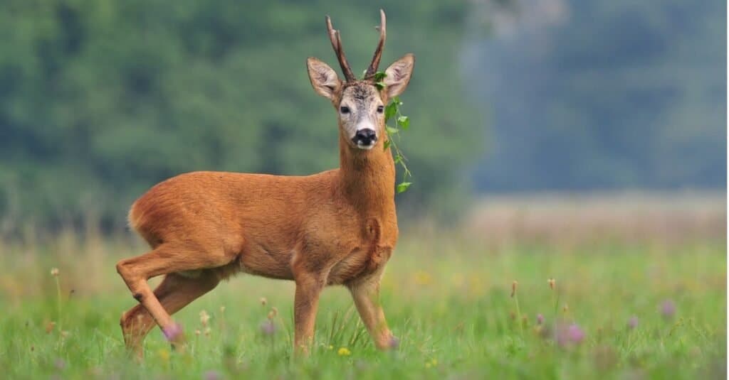 Capriolo con erba intorno alle corna.
