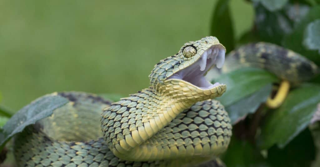 Molto aggressivo Bush Viper (Atheris squamigera) nella struttura ad albero.  La dimensione media del serpente è di 18 a 24 pollici.