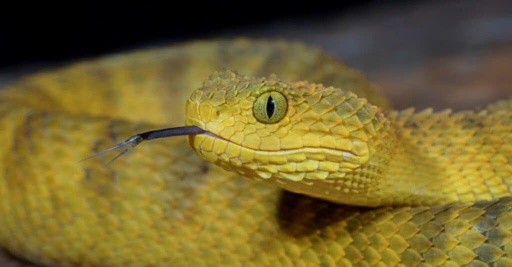 fossa di vipera
