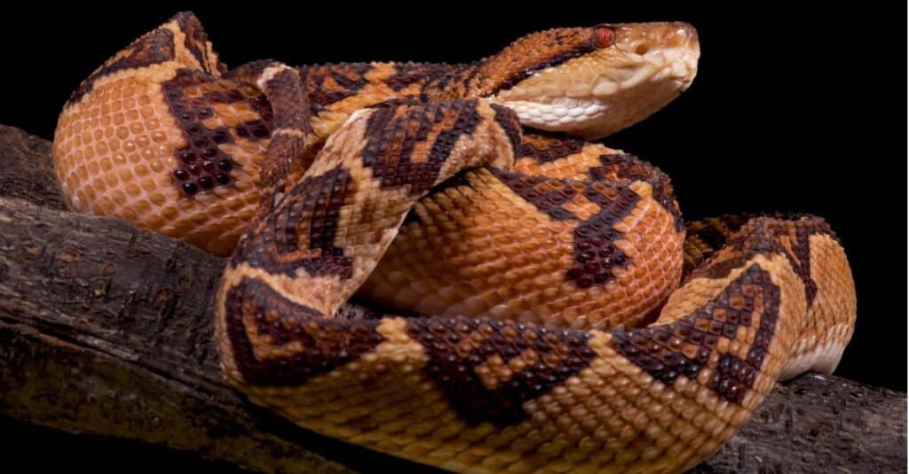 Ehi!  10 serpenti con veleno carnivoro (citotossico).