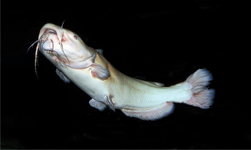 Pesce gatto a testa piatta