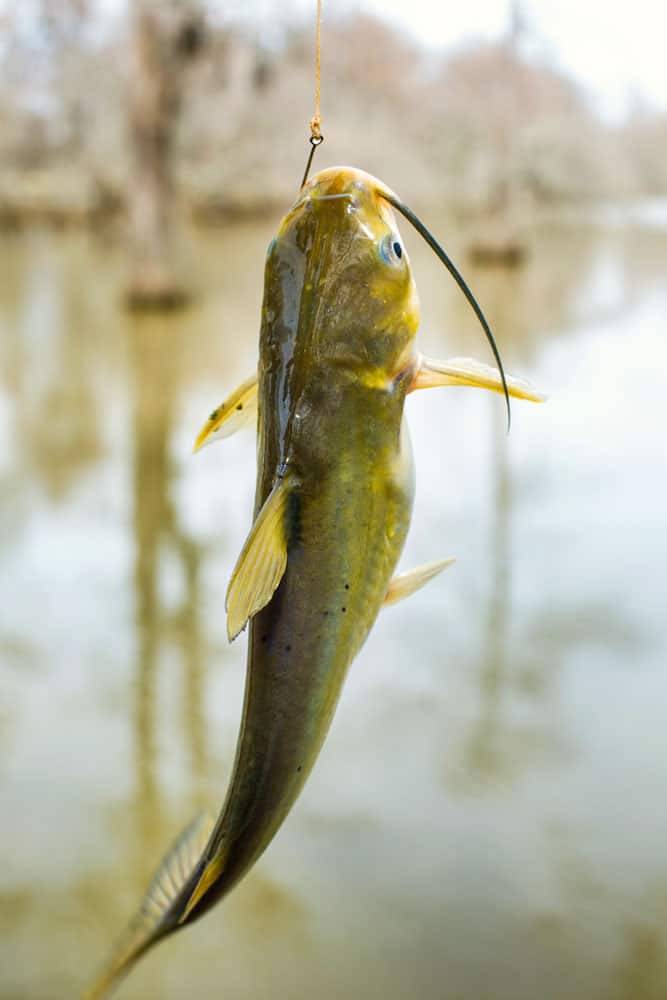 Pesce gatto