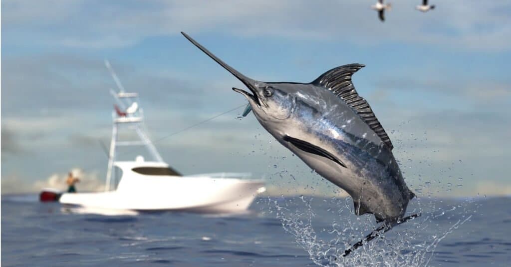 Animali acquatici più veloci
