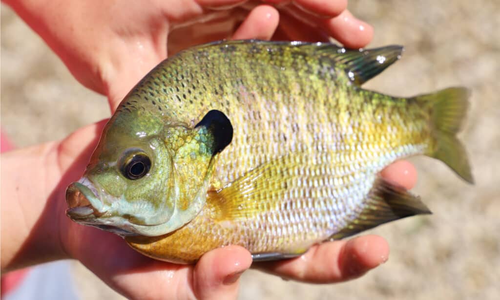 Con colori vivaci, il persico sole è quasi comune in tutti gli Stati Uniti.  È un ottimo pesce sportivo, con popolazioni sane che si trovano in laghi, stagni e fiumi.