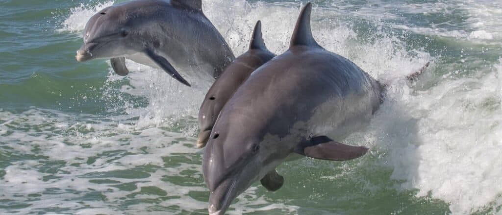 I delfini sono mammiferi