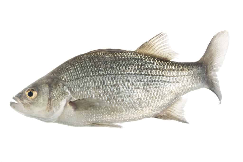 Basso bianco su sfondo bianco