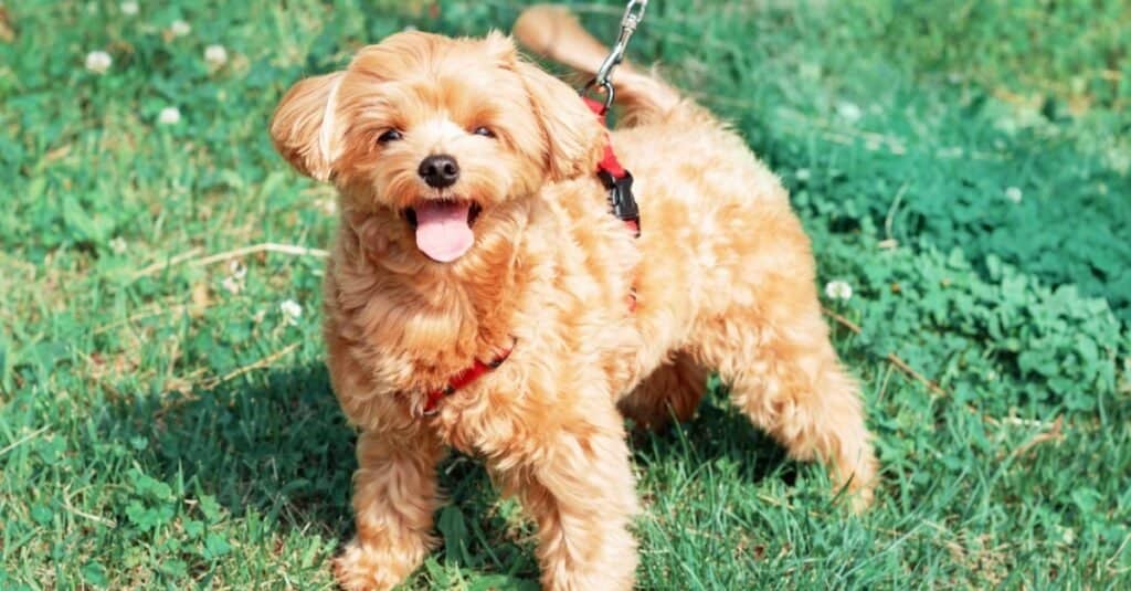 I migliori animali da appartamento