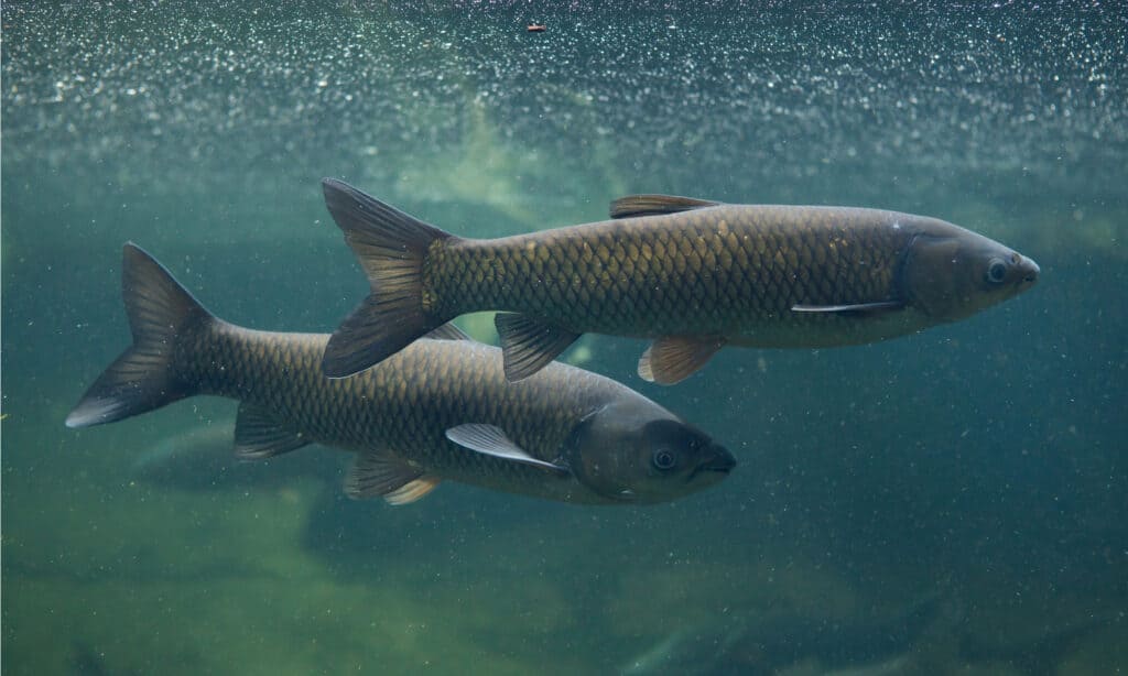 carpa erbivora