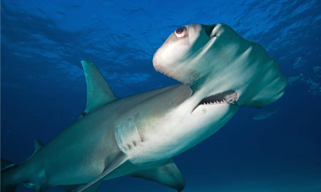 Gli occhi di Great Hammerhead Sharks si trovano sul bordo delle loro teste a forma di martello, hanno una vista eccellente e una visione a 360 di ciò che li circonda, rendendoli abili cacciatori.