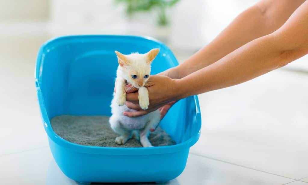 Vasino, gatto domestico, gattino, animale, blu 
