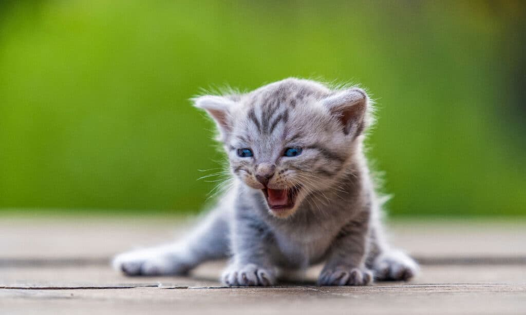 gattino 
