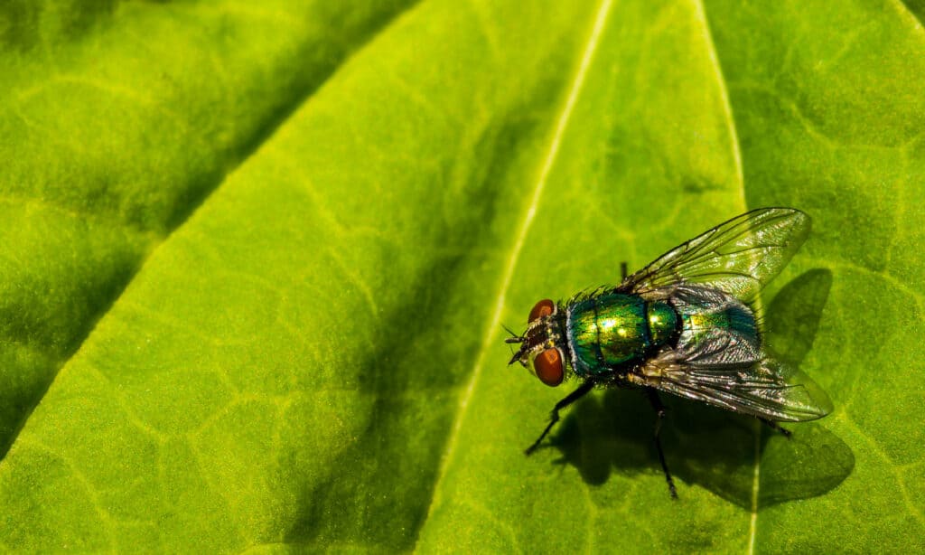 Fly - Insetto, Volo, Insetto, Parassita, Pecora
