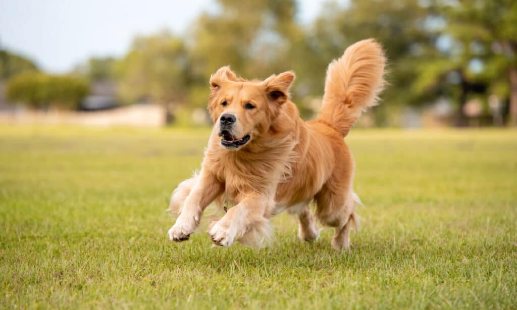 Cane Golden Retriever