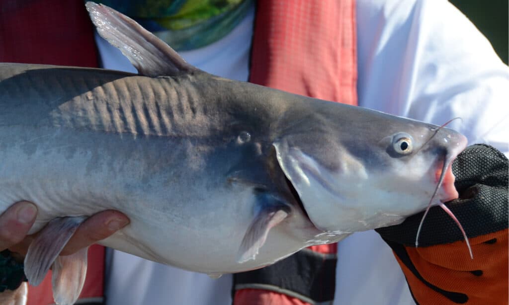 pesce gatto blu vs pesce gatto del canale