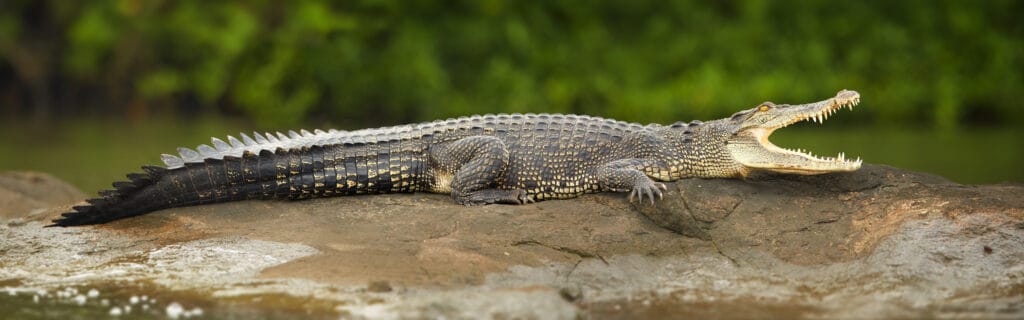 Coccodrillo rapinatore