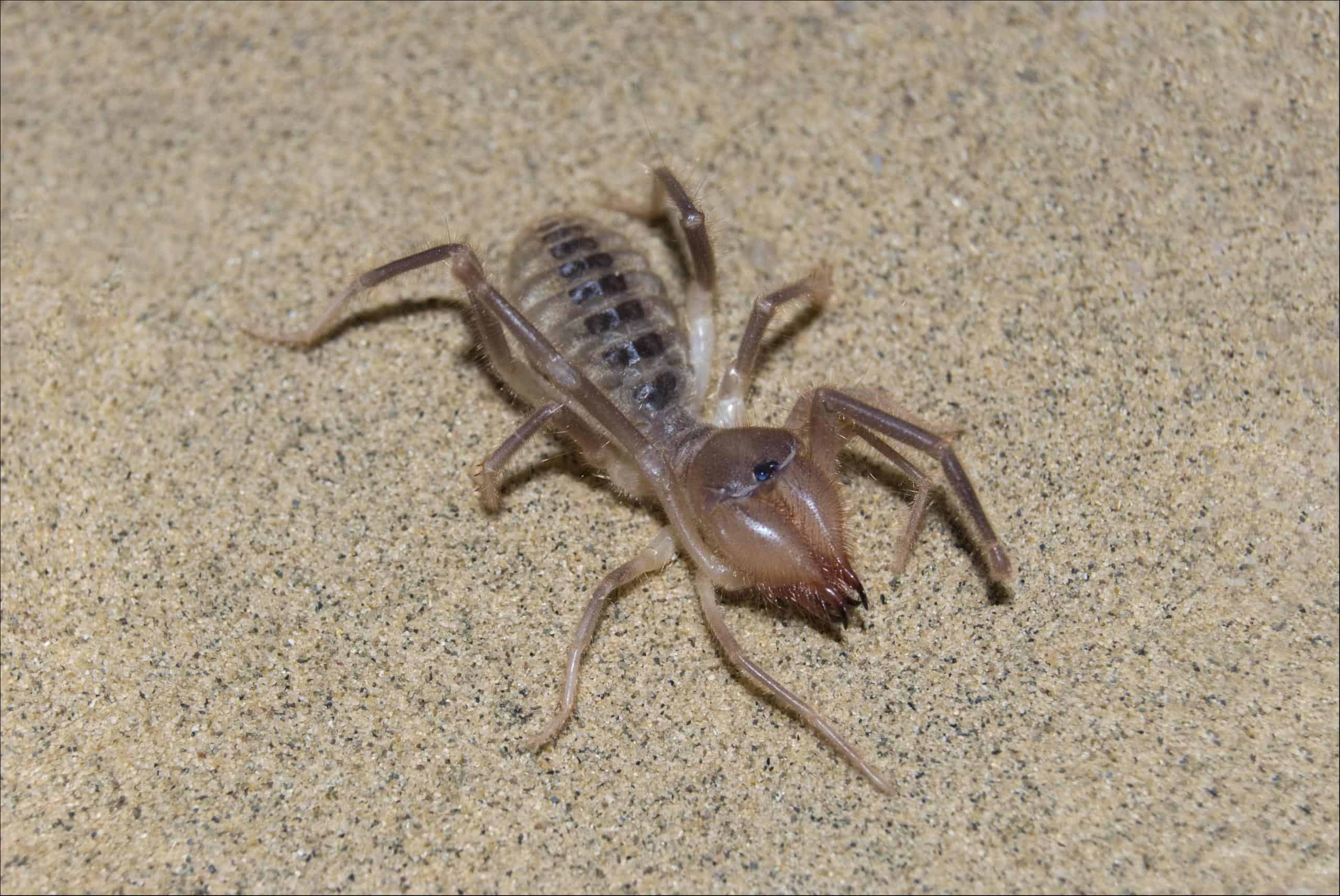 ragno cammello (Solpugidae)