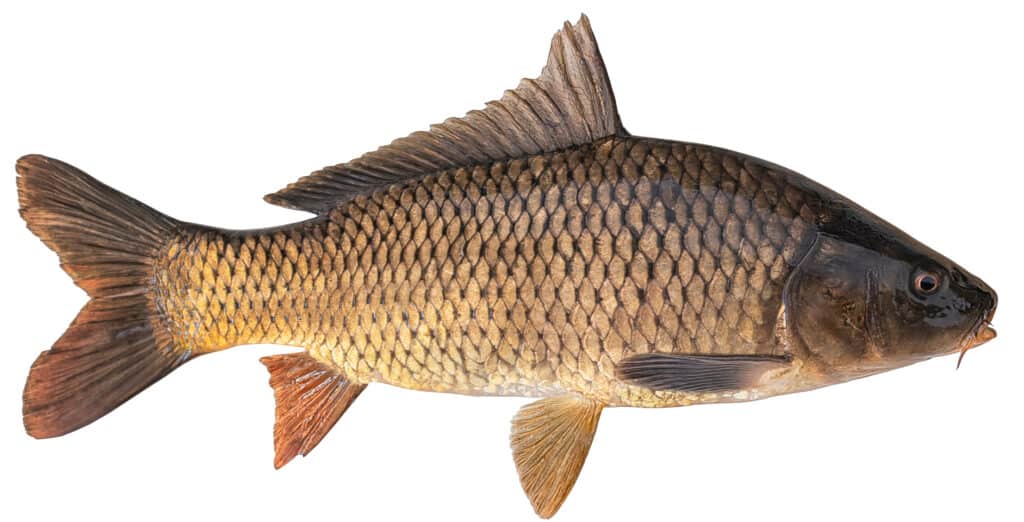 carpa comune
