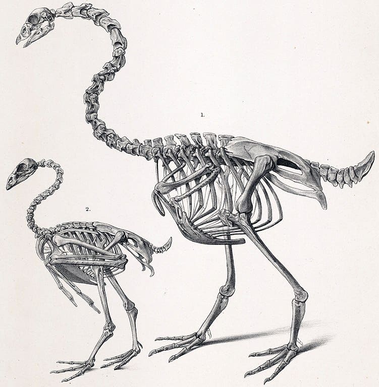 Oca della Nuova Zelanda