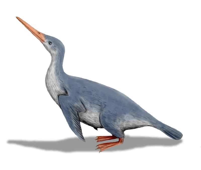 Uccello acquatico estinto, Waimanu