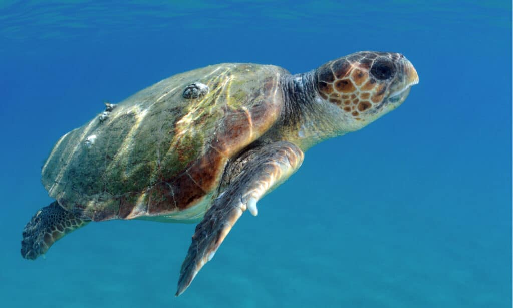 caretta