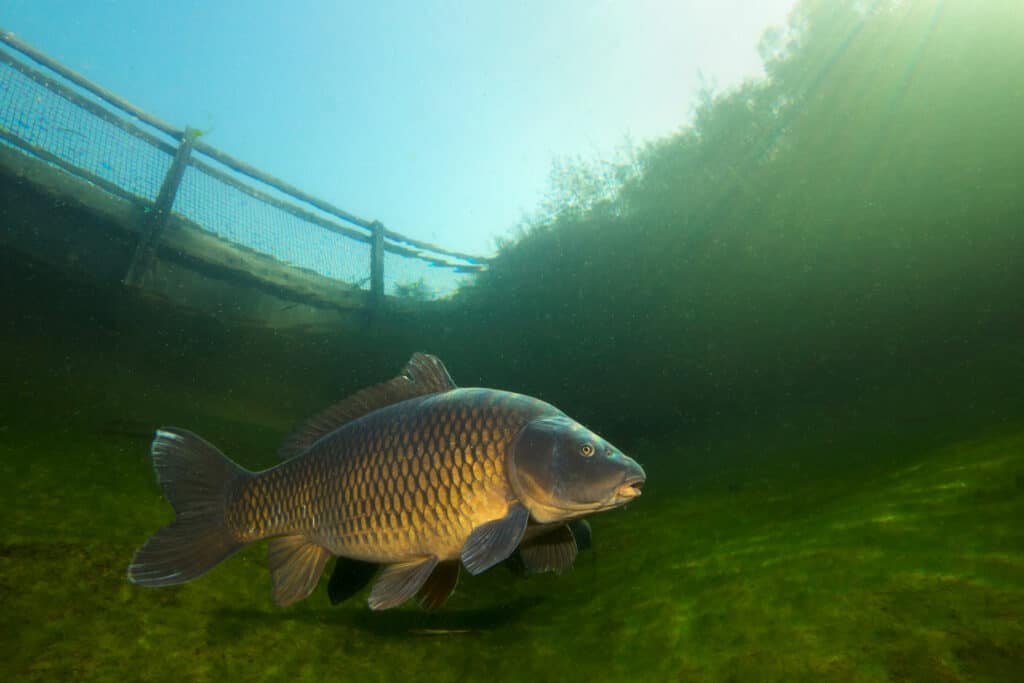 carpa comune