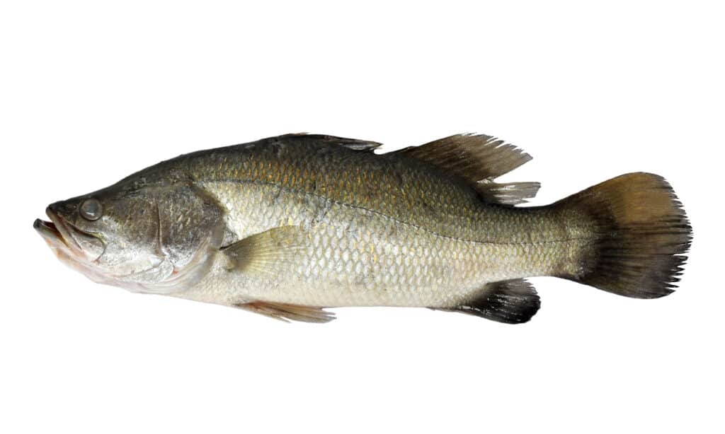 Pesce persico bianco