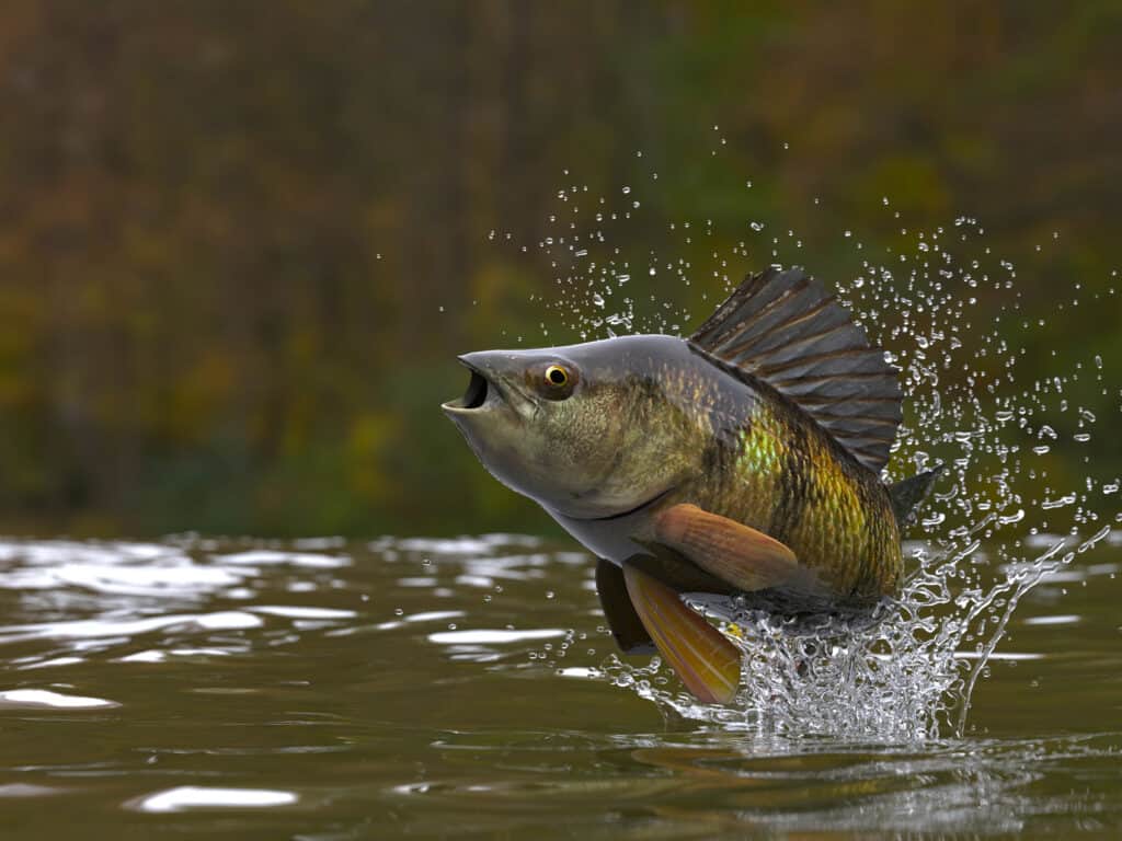 Salto giallo del pesce persico