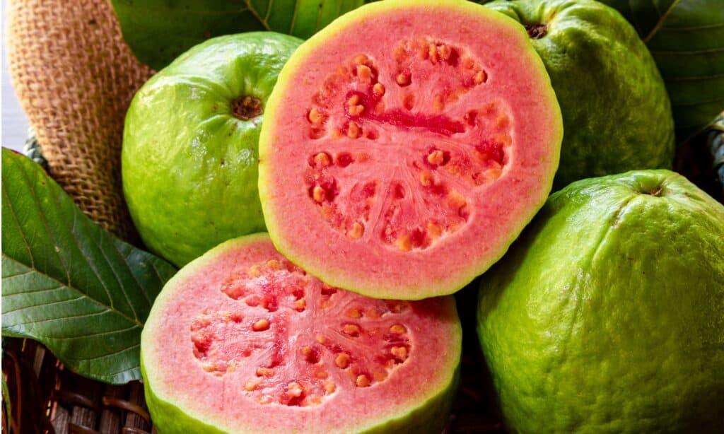 frutto di guava del primo piano