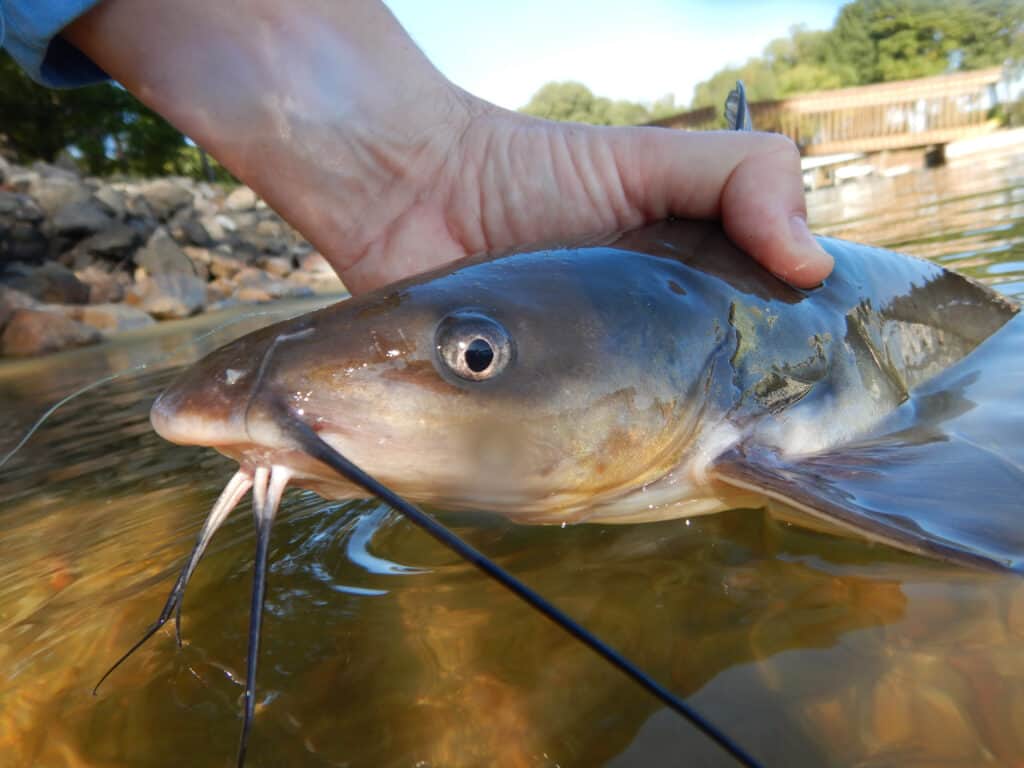 canale di pesce gatto
