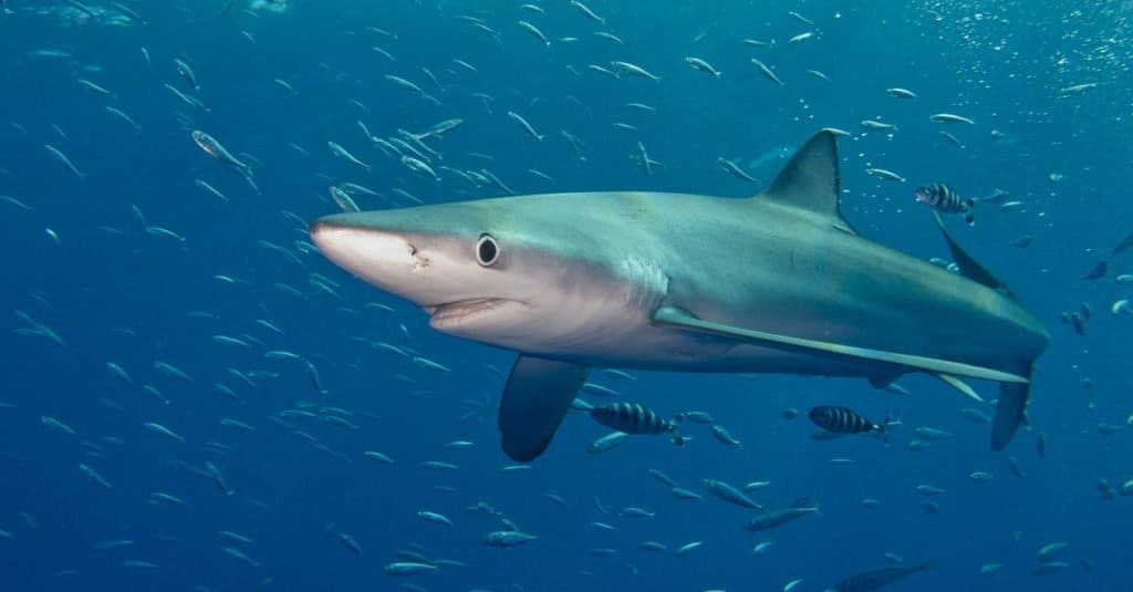 Una Verdesca (Prionace glauca) nell'Oceano Atlantico vicino a Pico (Isole Azzorre).